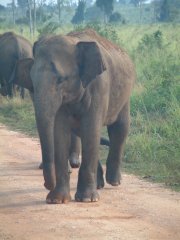 02-Indian elephant
